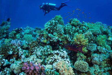 Dalgıç Kızıldeniz reaf üzerinde