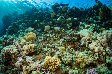 Güzel mercan kayalığı Kızıldeniz, sharm el sheikh, Mısır