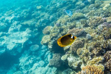 Kızıl Deniz mercan resif üzerinde güzel Butterflyfish