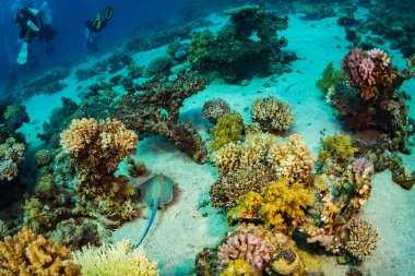 Dalgıç Kızıldeniz reaf üzerinde