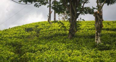 Sri Lanka plantasyonda yeşil güzel çay