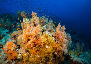 Güzel mercan kayalığı Kızıldeniz, sharm el sheikh, Mısır