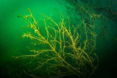 Ukrayna nehrin dibini doğası