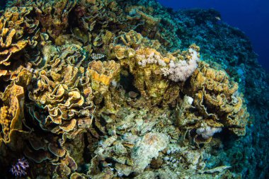 Güzel mercan kayalığı Kızıldeniz, sharm el sheikh, Mısır