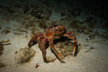 okyanus flora ve fauna Bali, Endonezya sualtı çekimi