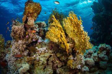 Güzel mercan kayalığı Kızıldeniz, sharm el sheikh, Mısır