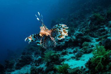 Mercan Red Sea, Mısır, kırmızı Lionfish avcılık