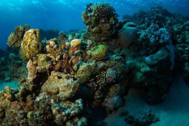 Güzel mercan kayalığı Kızıldeniz, sharm el sheikh, Mısır