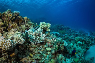 Güzel mercan kayalığı Kızıldeniz, sharm el sheikh, Mısır