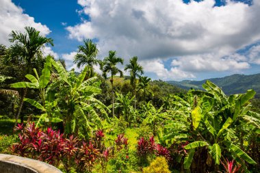 bahar, Tayland Koh Samui yeşil orman
