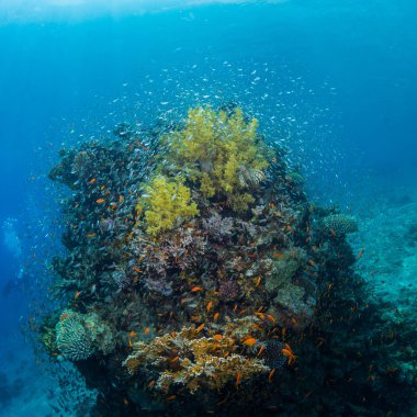Lionfish enkaz Mısır Dahab deniz fenerinde üzerinde