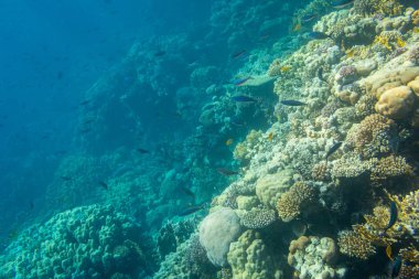 güzel tropikal balıklar Kızıldeniz, Sharm El Sheikh, Mısır'daki mercan kayalığı arka plan üzerinde