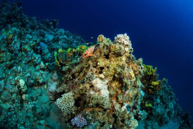 Güzel mercan kayalığı Kızıldeniz, sharm el sheikh, Mısır