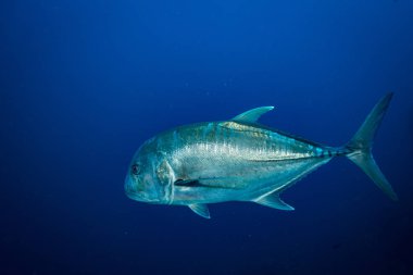 Komodo Parkı Resifi'nde balık