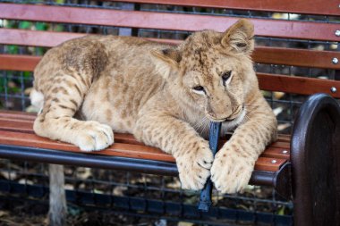 Bir genç komik aslan oyun