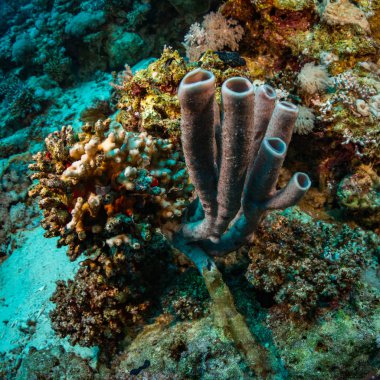 Güzel mercan kayalığı Kızıldeniz, sharm el sheikh, Mısır
