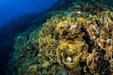 Güzel mercan kayalığı Kızıldeniz, sharm el sheikh, Mısır