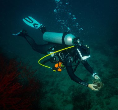 Kot Tao Island yakınındaki bir resif üzerinde deniz yıldızını scubadiver tutar