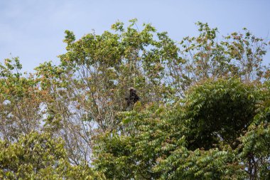 doğal görünümünü tarihi: Hindistan eyaleti