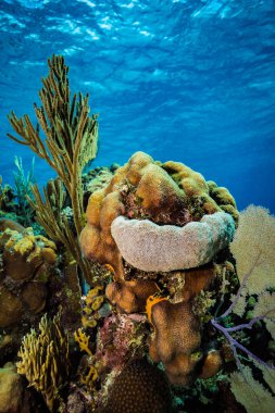 Domuzlar Körfezi, Küba'da güzel mercan Bahçe