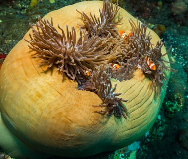 Mercan, Bali Adası üzerinde palyaço balığı