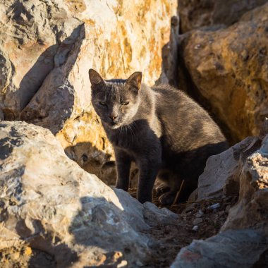 tatil doğal görünümünü şehirde güzel Tel Aviv, İsrail