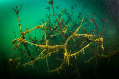 Ukrayna nehrin dibini doğası