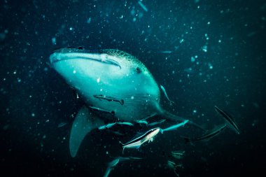 Balina köpekbalığı Koh Tao Island, Tayland yakınındaki sualtı görünümünü