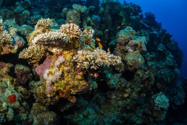 Tropikal balık coral reef Kızıldeniz, Sharm el Sheikh, Mısır arka plan üzerinde