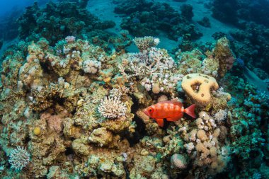 güzel tropikal balıklar Kızıldeniz, Sharm El Sheikh, Mısır'daki mercan kayalığı arka plan üzerinde