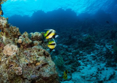 Butterflyfish sualtı görünümünü Red Sea'deki/daki güzel resif üzerinde