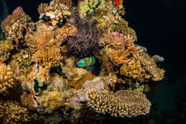 Papağan üzerinde resif Kızıldeniz, Sharm El Sheikh, Mısır