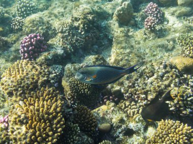 Sohal surgeonfish üzerinde arka plan coral reef Kızıldeniz, sharm el sheikh, Mısır