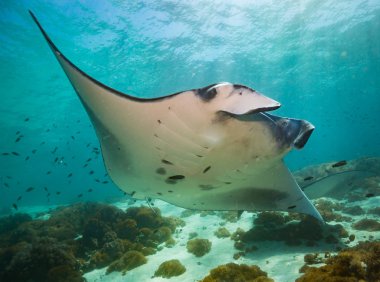 Manta ray üzerinde Temizleme İstasyonu Komodo Ulusal Parkı içinde