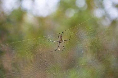 doğal görünümünü tarihi: Hindistan eyaleti