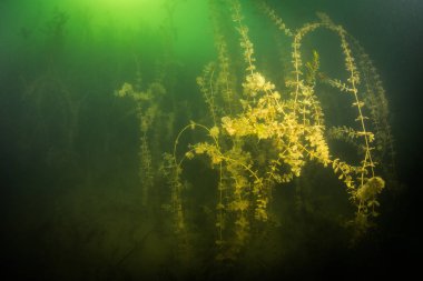 Ukrayna nehrin dibini doğası