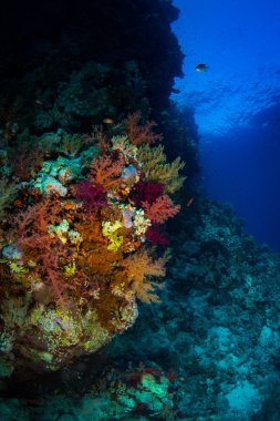 Güzel mercan kayalığı Kızıldeniz, sharm el sheikh, Mısır
