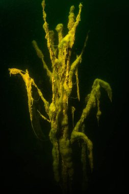 Ukrayna nehrin dibini doğası