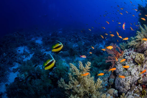 Красиві Коралові Рифи Червоного Моря Шарм Аль Шейх Єгипет — стокове фото