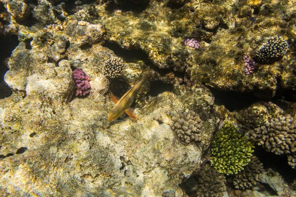 美しい色のシャルム紅海のサンゴ礁アル シェイク エジプト — ストック写真