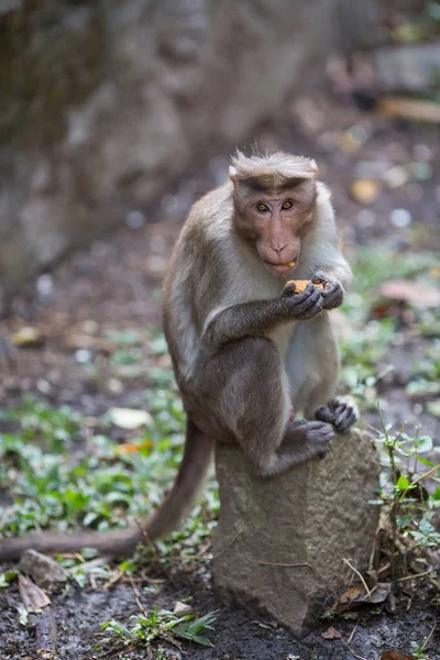 Mono Sentado Comiendo Galletas — Foto de Stock