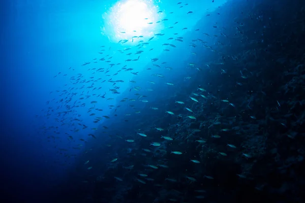 シャルムシェイク エジプトの青い水の中の熱帯魚の水中ビュー — ストック写真