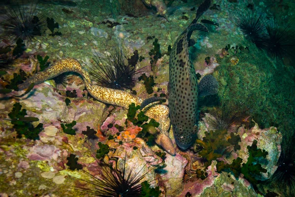 Moray Koraal Rif Buurt Van Koh Tao Eiland Thailand — Stockfoto