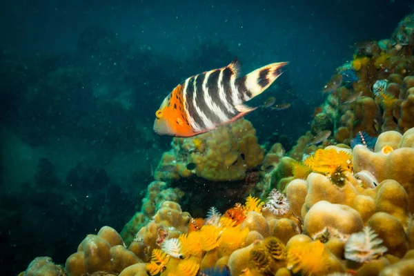 タオ島付近の岩礁にさびたベラ — ストック写真