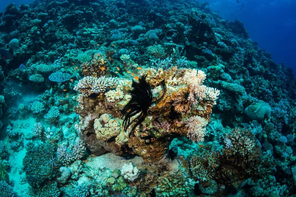 Peces Tropicales Sobre Fondo Del Arrecife Coral Mar Rojo Sharm —  Fotos de Stock
