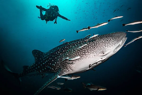 Requin Baleine Près Île Koh Tao — Photo