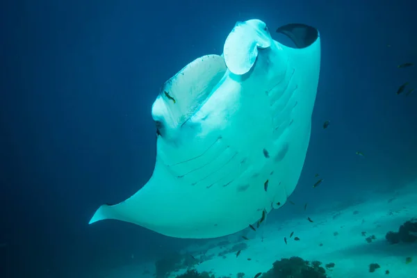 Manta Ray Estación Limpieza Parque Nacional Komodo — Foto de Stock