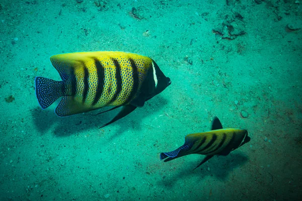 Όμορφη Butterflyfishes Ύφαλο Κοντά Kot Τάο Ταϊλάνδη — Φωτογραφία Αρχείου