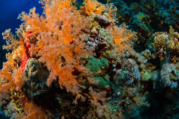 Hermoso Arrecife Coral Mar Rojo Sharm Sheikh Egipto — Foto de Stock