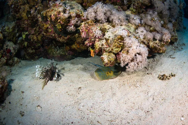 Κόκκινο Lionfish Κυνήγι Στον Κοραλλιογενή Ύφαλο Στην Ερυθρά Θάλασσα Αίγυπτος — Φωτογραφία Αρχείου